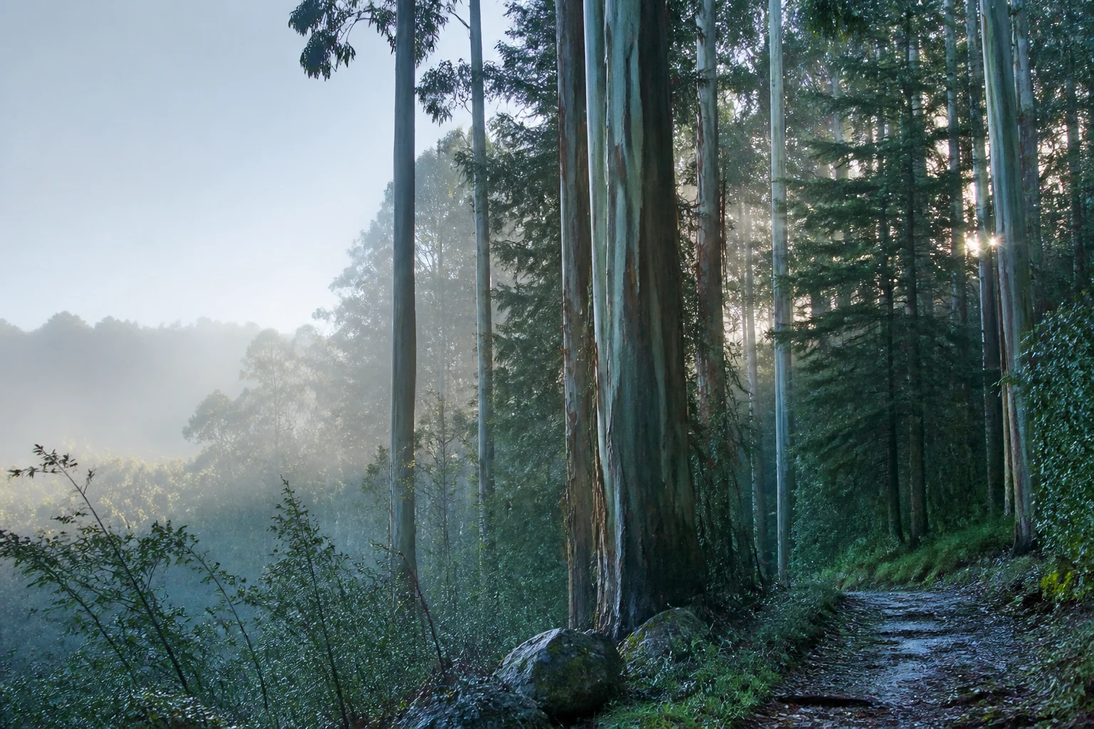 Feuchter Eukalyptus- und Nadelwald im klaren Morgenlicht